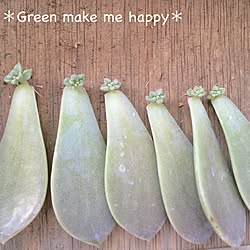 リビング/食べる多肉植物/グラパラリーフ/GREEN MAKE ME HAPPY/NO GREEN NO LIFE...などのインテリア実例 - 2015-05-03 23:09:39