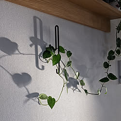 お気に入りの場所/植物のある暮らし/シンプルな暮らし/観葉植物のある暮らし/くつろぎ時間...などのインテリア実例 - 2022-12-09 06:23:14