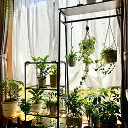 観葉植物/窓辺のグリーン/窓辺の植物/100均/リビングのインテリア実例 - 2023-07-08 09:04:21