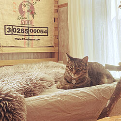 ベッド周り/猫/ねこのいる日常/猫と暮らす/きじとら...などのインテリア実例 - 2024-04-13 08:41:00