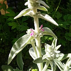 植物/日替わり投稿企画!木曜日/大切なもの/ケチケチ同盟/ありがとう♡...などのインテリア実例 - 2017-06-01 23:06:46