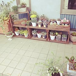 玄関/入り口/多肉植物♡/リメ鉢/ブログやってます♪/DIY...などのインテリア実例 - 2014-05-21 10:39:56