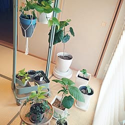 壁/天井/観葉植物/グリーンのある暮らし/すっきり暮らしたい/植物のある暮らし...などのインテリア実例 - 2023-09-13 07:30:38