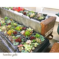 リビング/多肉の寄せ植え/植物のある暮らし/多肉植物/アンティーク...などのインテリア実例 - 2016-12-10 09:08:55