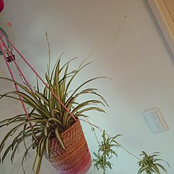 リビング/観葉植物/植物/ハンキングプランター/オリヅルランのインテリア実例 - 2016-03-01 06:24:27