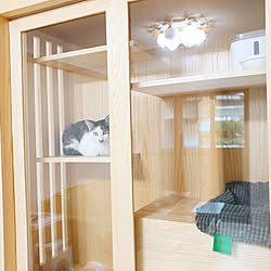 猫の場所/猫/壁/天井/キャットタワー/IKEAのインテリア実例 - 2018-10-27 12:44:57