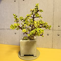 多肉植物/観葉植物/ミニ盆栽/ベランダガーデニング/セメント鉢...などのインテリア実例 - 2017-02-09 13:17:59