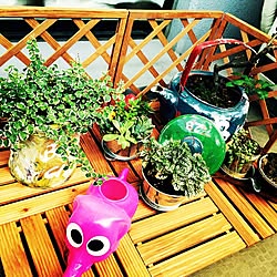 玄関/入り口/DIY/セリア/観葉植物/多肉植物のインテリア実例 - 2015-08-02 22:06:30