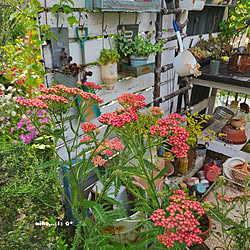 壁/天井/可愛い/庭のある暮らし/ガーデン雑貨/お花だいすき❤︎...などのインテリア実例 - 2022-06-06 15:42:37
