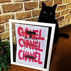 部屋全体/ここだけしか見せれません/うちの猫/クロネコ/CHANEL...などのインテリア実例 - 2016-12-03 01:14:34