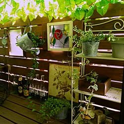 リビング/セリア/DIY/植物/観葉植物のインテリア実例 - 2015-04-01 21:22:46