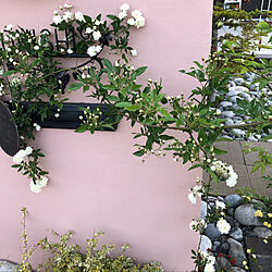 花のある暮らし+..・* ❁/庭の木香薔薇/玄関/入り口のインテリア実例 - 2019-04-23 06:52:14
