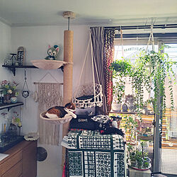 ベッド周り/窓辺のインテリア/植物が好き/雑貨好き/花が好き...などのインテリア実例 - 2023-03-04 14:42:50