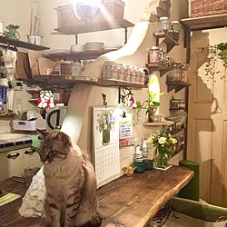 キッチン/ニャンコ/DIY/アンティーク/猫のいる風景...などのインテリア実例 - 2017-04-23 22:46:42