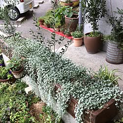 玄関/入り口/植物/観葉植物/美容院/ディコンドラシルバーフォールのインテリア実例 - 2016-06-27 12:16:13