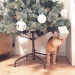 リビング/クリスマス/ねこと暮らす/猫/クリスマスツリーのインテリア実例 - 2023-12-21 09:56:05