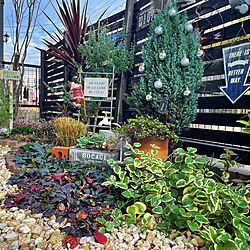 冬の庭/Xmasツリー/クリスマスの庭/12月の庭/庭...などのインテリア実例 - 2021-12-17 22:16:45