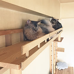 リビング/DIY/2匹/猫/まったり...などのインテリア実例 - 2019-04-30 12:12:21