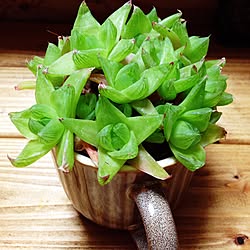 棚/多肉植物/植物のある暮らし/空き缶リメイク/断捨離しろよ...などのインテリア実例 - 2015-07-09 19:08:10