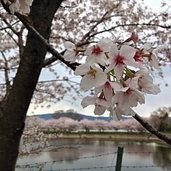 部屋全体/満開の桜/公園のインテリア実例 - 2014-04-07 09:17:54