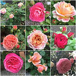 FGローズ/デルパール/薔薇/バラ/花束...などのインテリア実例 - 2016-05-03 11:34:13