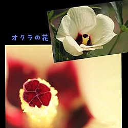 玄関/入り口/ガーデニング　/野菜の花/RC石川支部/オクラの花...などのインテリア実例 - 2015-10-22 11:14:03