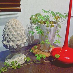 棚/植物/雑貨のインテリア実例 - 2013-01-09 00:14:10