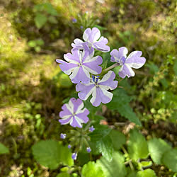 花言葉＊私はあなたに同情します/スーパーバーベナアイストゥインクル/風が強いです/晴れ24℃/義父&母の介護してます...などのインテリア実例 - 2023-06-04 14:11:20