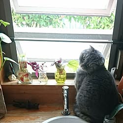 バス/トイレ/窓/ねこ/ねこのいる日常/観葉植物...などのインテリア実例 - 2017-01-05 10:53:12