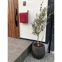 庭木/赤いポスト/玄関横/オリーブ/オリーブの鉢植え...などのインテリア実例 - 2021-02-22 22:45:12