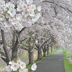 リビング/札幌の桜/桜のトンネル/桜並木のインテリア実例 - 2021-05-04 14:23:57
