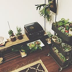 リビング/vscocam/観葉植物/植物/多肉植物...などのインテリア実例 - 2014-11-07 17:49:52