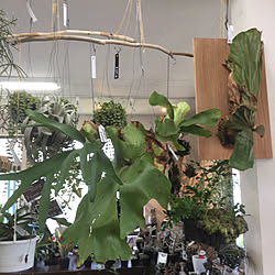 部屋全体/観葉植物のインテリア実例 - 2017-09-01 20:45:21