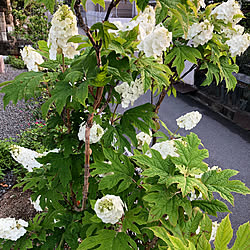 かしわば紫陽花/部屋全体のインテリア実例 - 2019-06-02 06:08:10