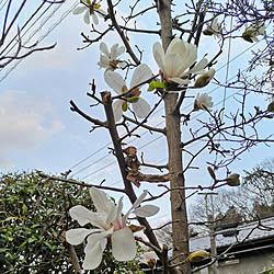 部屋全体/家の庭/木蓮/白木蓮/季節の花...などのインテリア実例 - 2019-03-30 21:14:31