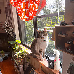土のいらない観葉植物/IKEA猫柄カーテン/ねこのいる風景/白キジのん/窓辺の猫...などのインテリア実例 - 2022-04-16 08:09:48