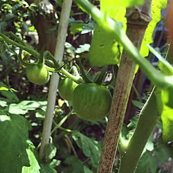 野菜作ろう/多肉植物/好きな花♪のインテリア実例 - 2017-06-06 19:58:32