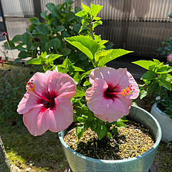 寝苦しい夜/ハイビスカス咲きました♪/快晴32℃/蒸し蒸しする/南の庭...などのインテリア実例 - 2021-07-19 10:18:15