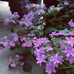 紫陽花/山紫陽花/インテリアじゃなくてごめんなさい/石積みのある庭/中古を買ってリノベーション...などのインテリア実例 - 2020-06-15 19:04:14