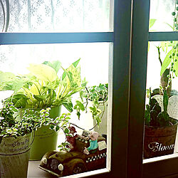 窓枠DIY/サボテン/観葉植物/グリーン/一人暮らし...などのインテリア実例 - 2022-07-26 16:24:47