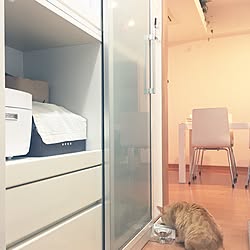 キッチン/狭いマンション/いたずら猫との暮らし/普通の家/ねこばかりすみませんm(._.)m...などのインテリア実例 - 2017-03-30 08:09:11