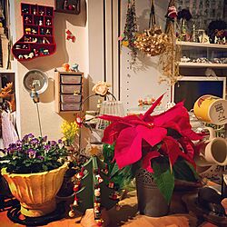 キッチン/ポインセチア/クリスマス/OUTLET CHEERS/クリスマスディスプレイ...などのインテリア実例 - 2015-12-22 11:18:25