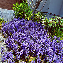 玄関/入り口/植物のある暮らし/お花のある暮らし/グレーの壁のインテリア実例 - 2022-04-08 22:07:14