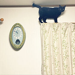 壁掛け時計/ニトリのカーテン/カーテンレール/ねこのいる日常/猫と暮らす...などのインテリア実例 - 2022-02-26 23:03:38