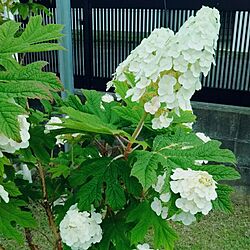 玄関/入り口/紫陽花のインテリア実例 - 2017-06-19 11:42:20