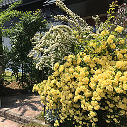 モッコウバラ/コデマリ/お庭の花/花のある暮らし/ガーデン...などのインテリア実例 - 2019-05-11 17:00:56