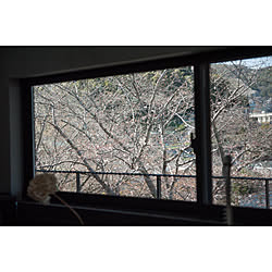 桜/窓/お気に入り/新築一戸建て/部屋全体のインテリア実例 - 2019-03-25 23:16:31