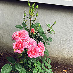 植物のある暮らし/薔薇/玄関/入り口のインテリア実例 - 2022-05-17 06:33:29