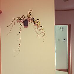 壁/天井/セリア/観葉植物/初心者のインテリア実例 - 2017-06-29 22:18:04