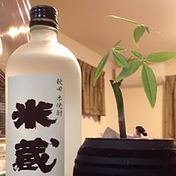 観葉植物/焼酎/グリーンのある暮らしのインテリア実例 - 2016-09-12 21:59:21